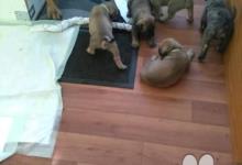 Inzercia psov: Prodej štěňat vzácného plemene BoerBoel