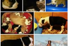 Inzercia psov: Americky staffordshire terrier