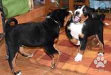 Inzercia psov: Appenzellský salašnický pes - štěňata s PP