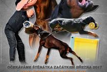 Inzercia psov: Dobrman - štěňata s PP