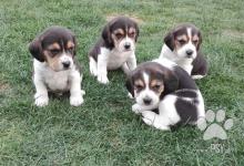 Inzercia psov: Predám Bígl / Beagle
