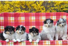 Inzercia psov: Kólia dlhosrstá - šteniatka