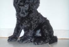Inzercia psov: Královský pudl černý štěně