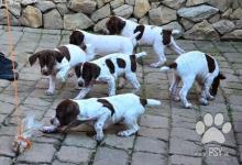 Inzercia psov: Francouzský krátkosrstý stavač pyrenejský typ