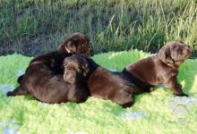 Inzercia psov: Štěňátka Labradorského retrívra