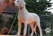 Inzercia psov: Nádherné fenky Argentinské dogy