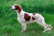Inzercia psov: IRWS - Irský červenobílý setr – štěňata