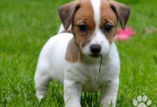 Inzercia psov: Luxusní vymazlená štěňátka Jack Russell terier s P