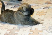 Inzercia psov: Krásne šteniatka kern/cairn terriera
