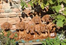 Inzercia psov: Maďarský stavač, odber april
