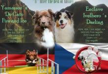 Inzercia psov: PLÁNOVANÝ ZAHRANIČNÍ VRH-AUSTRALSKÝ OVČÁK