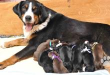 Inzercia psov: Appenzellský salašnický pes