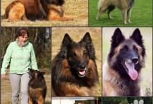 Inzercia psov: Belgický ovčiak Tervueren (šteniatka) s PP