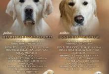 Inzercia psov: Přijímáme rezervace na štěňátka zlatého retrievera