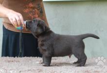Inzercia psov: Labradorský retriever, čokoládový pejsek s PP
