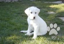 Inzercia psov: Ponúkam na predaj Krásne šteniatka Labradora