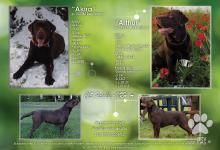 Inzercia psov: Labrador Retriever - šteniatka s PP