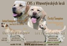 Inzercia psov: Labrador retriever štěňata