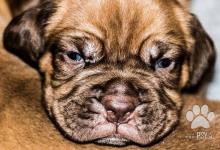 Inzercia psov: Bordeauxská doga - prodej štěňat