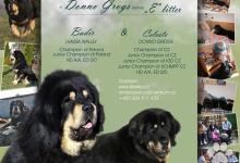 Inzercia psov: Tibetská doga - exkluzivní štěňata s PP