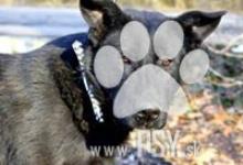 Inzercia psov: Trend krásny čierny kríženec ovčiaka