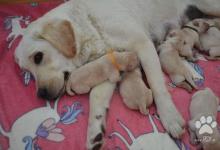Inzercia psov: Labrador - žlté šteniatka s PP