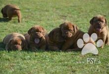 Inzercia psov: Dogue de Bordeaux, French mastiff, Bordo doga