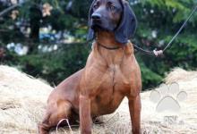Inzercia psov: Predám šteniatka-Fenky bavorského farbiara s PP