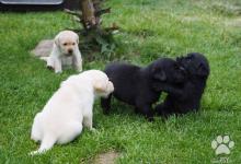Inzercia psov: Labradorský retrívr - štěnata