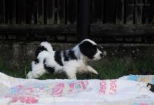 Inzercia psov: Tibetský teriér - štěňata s PP