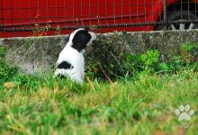 Inzercia psov: Tibetský teriér - štěňata s průkazem původu