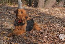 Inzercia psov: Airedale terrier - šteniatka s PP