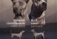 Inzercia psov: Thajský ridgeback - Exkluzivní modrá štěňata s PP