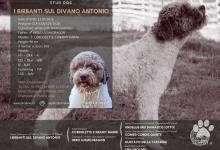 Inzercia psov: Lagotto Romagnolo ke krytí