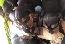 Inzercia psov: Srbský durič - šteniatka na predaj