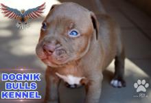 Inzercia psov: American Pit Bullterrier Puppies na predaj