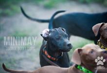Inzercia psov: Americký Pit Bull Terrier Girl na predaj