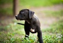 Inzercia psov: Americký Pit Bull Terrier chlapec na predaj