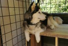 Inzercia psov: Predám Sibírskeho huskyho