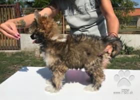 Prodám štěně čínský chocholatý pes- labutěnka