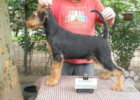 Airedale teriér šteňa na predaj