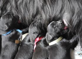 Briard -  čierne šteniatka s preukazom pôvodu