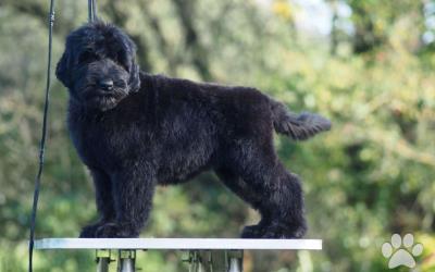 Čierny ruský teriér, šteniatka