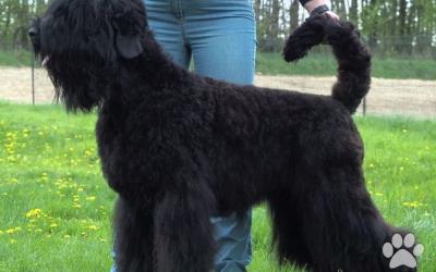 Čierny ruský teriér, šteniatko, fenka