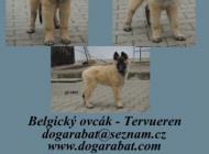 Inzercia psov: Belgický ovčák Tervuer...