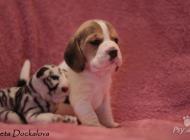 Inzercia psov: Štěňata beagle s PP