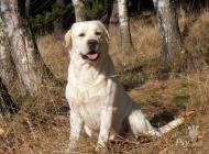 Inzercia psov: Labradorský retriever-...