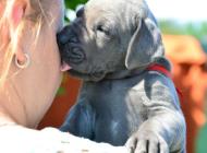 Inzercia psov: nemecká doga modrá