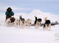 Inzercia psov: Grónský pes - štěňata ...