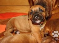 Inzercia psov: Puppies from World Win...